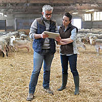 Farmers in barn looking at paperwork.