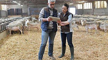 Farmers in barn looking at paperwork.