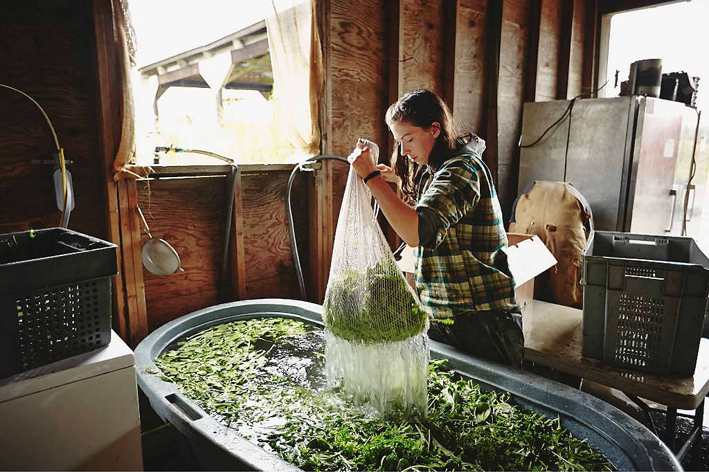 A small business owner in her workshop, bundling greens for sale at a farmers’ market.