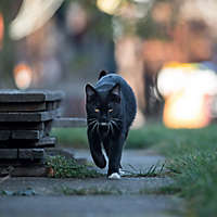 black-cat-day-hero.jpg