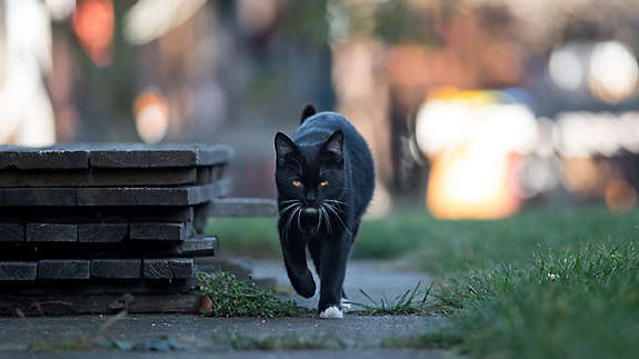 A black cat walking on the sidewalk