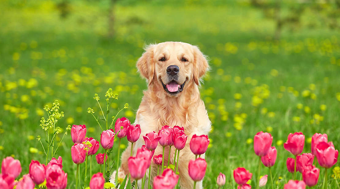 spring puppy