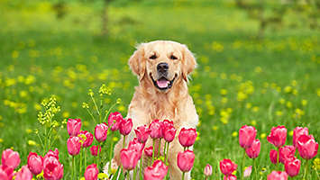 spring puppy