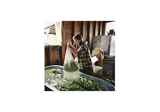 woman cleaning green plants in a tub of water